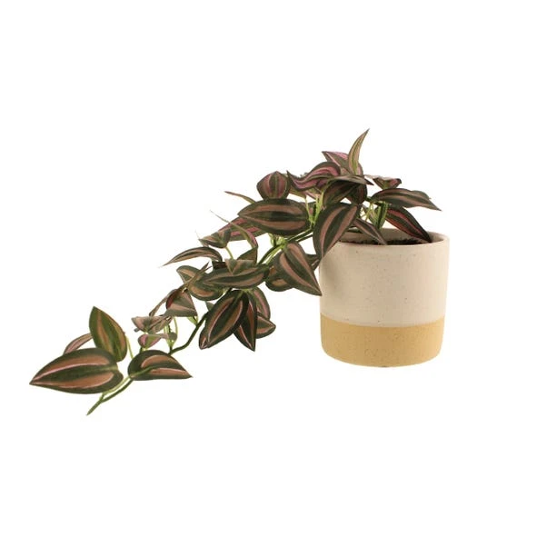 Artificial Trailing Tradescantia In White Ceramic Plant Pot - Image 3