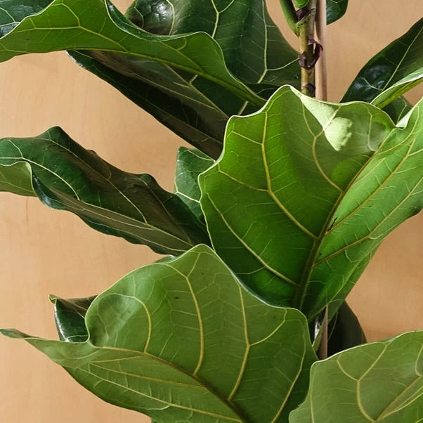 Fiddle Leaf Fig House Plant - Image 2