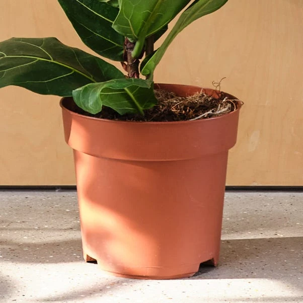 Fiddle Leaf Fig House Plant - Image 3