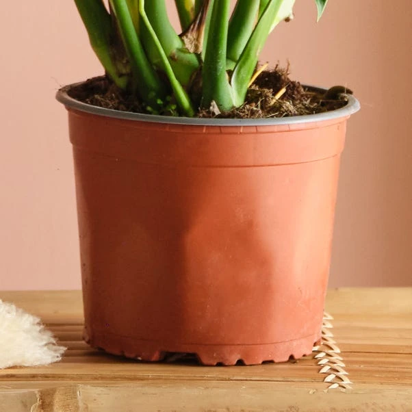 Swiss Cheese House Plant - Image 8