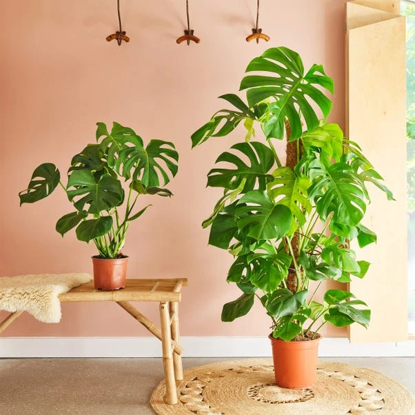 Swiss Cheese House Plant - Image 9