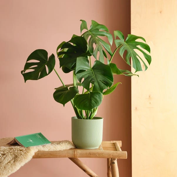 Swiss Cheese House Plant In Elho Pot - Image 19