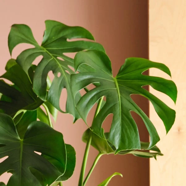 Swiss Cheese House Plant In Elho Pot - Image 11