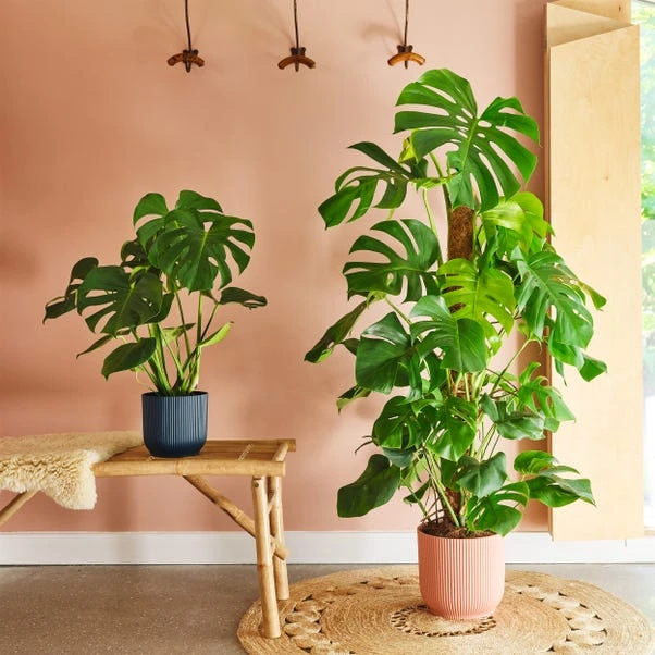 Swiss Cheese House Plant In Elho Pot - Image 13