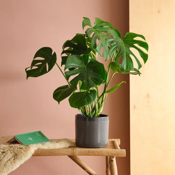 Swiss Cheese House Plant In Capri Pot - Image 15