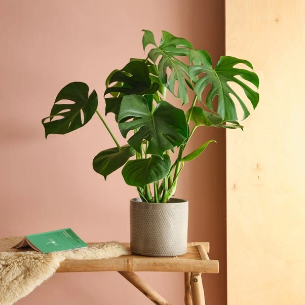 Swiss Cheese House Plant In Capri Pot - Image 10