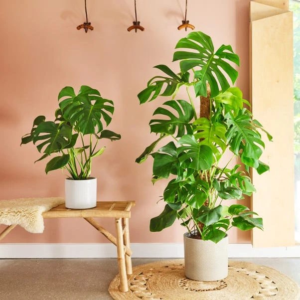 Swiss Cheese House Plant In Capri Pot - Image 13