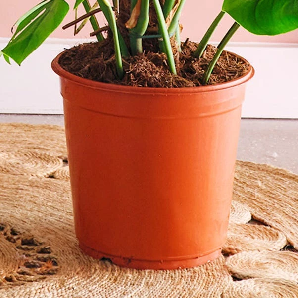 Swiss Cheese House Plant - Image 3