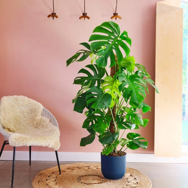 Swiss Cheese House Plant In Elho Pot - Image 6