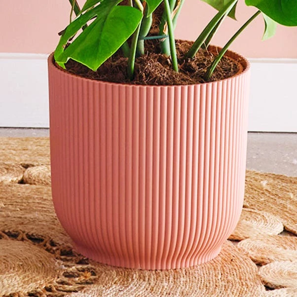 Swiss Cheese House Plant In Elho Pot - Image 3