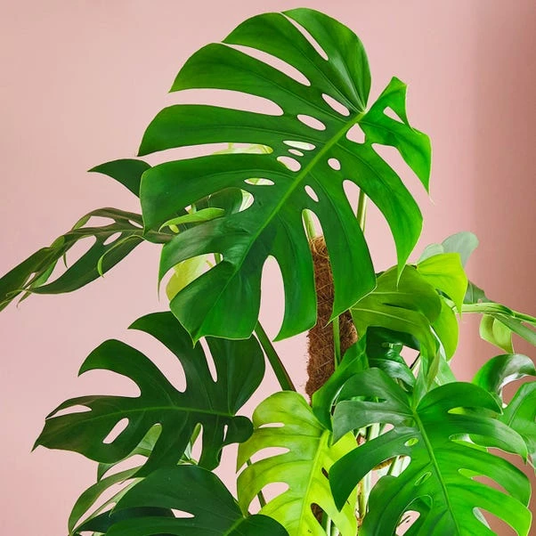 Swiss Cheese House Plant In Capri Pot - Image 7