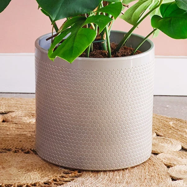 Swiss Cheese House Plant In Capri Pot - Image 3