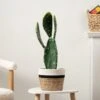 Artificial Prickly Pear In Black Plastic Plant Pot