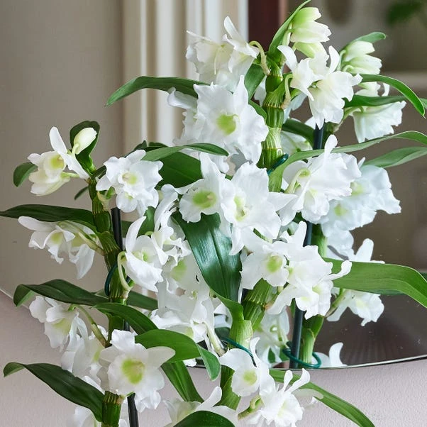 Dendrobium Bamboo Orchid House Plant In Vibes Pot - Image 6