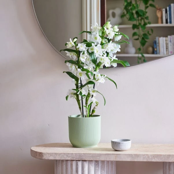 Dendrobium Bamboo Orchid House Plant In Vibes Pot - Image 9