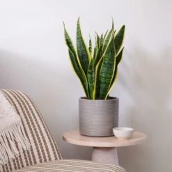 Snake House Plant In Capri Pot