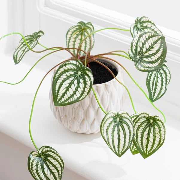 Artificial Peperomia Plant In Cream Ceramic Plant Pot - Image 2