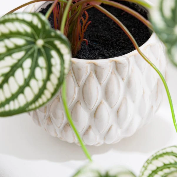 Artificial Peperomia Plant In Cream Ceramic Plant Pot - Image 3