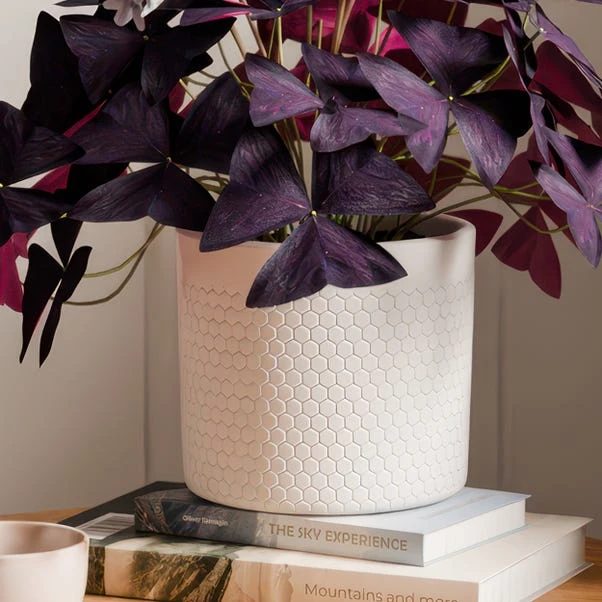 Oxalis House Plant In Ribbed Ceramic Pot - Image 18