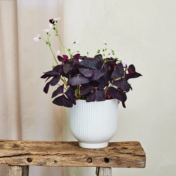Oxalis House Plant In Ribbed Ceramic Pot - Image 11