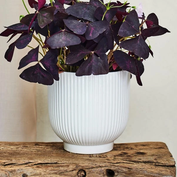 Oxalis House Plant In Ribbed Ceramic Pot - Image 14