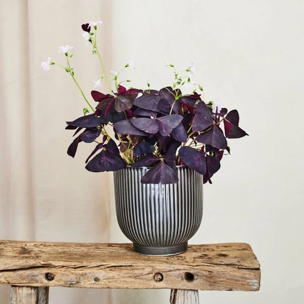 Oxalis House Plant In Ribbed Ceramic Pot - Image 6