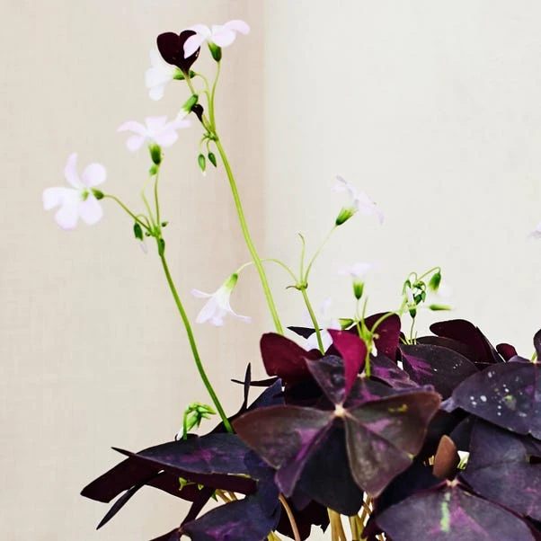 Oxalis House Plant In Ribbed Ceramic Pot - Image 8