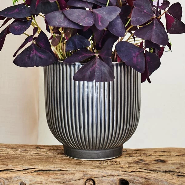 Oxalis House Plant In Ribbed Ceramic Pot - Image 9