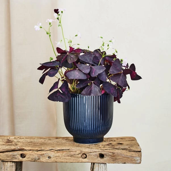 Oxalis House Plant In Ribbed Ceramic Pot