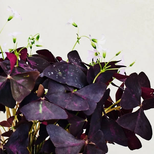 Oxalis House Plant In Ribbed Ceramic Pot - Image 2