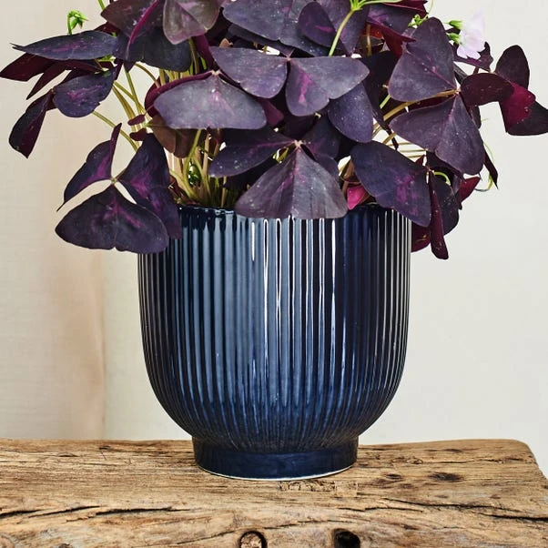 Oxalis House Plant In Ribbed Ceramic Pot - Image 4