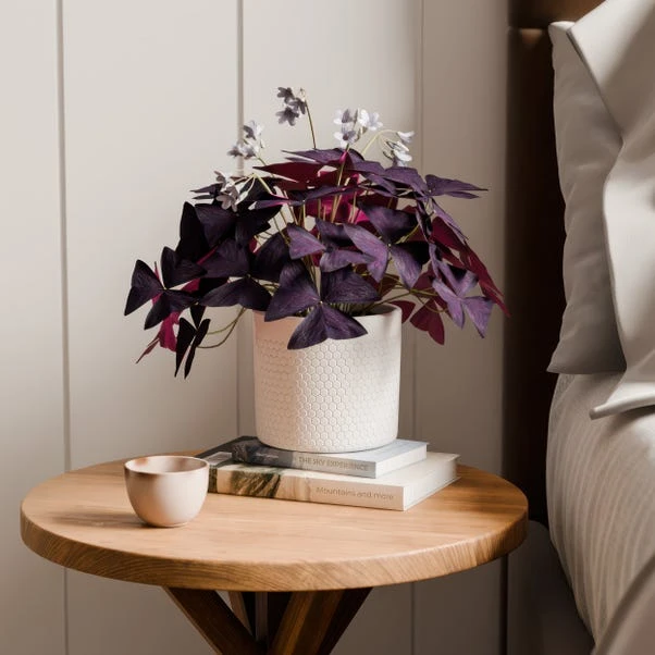 Oxalis House Plant In Capri Pot - Image 9