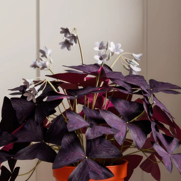 Oxalis House Plant In Capri Pot - Image 6