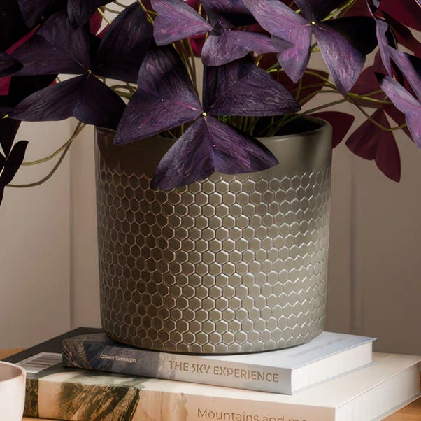 Oxalis House Plant In Capri Pot - Image 3