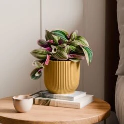 Tradescantia Nanouk House Plant In Elho Vibes Pot