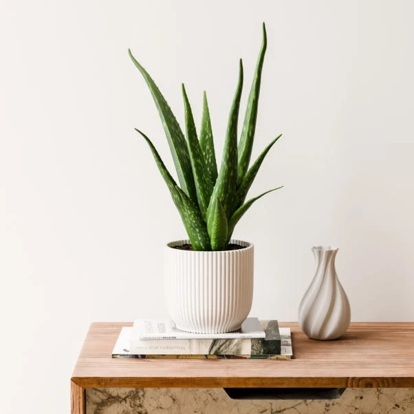 Aloe Vera House Plant In Elho Vibes Pot - Image 5