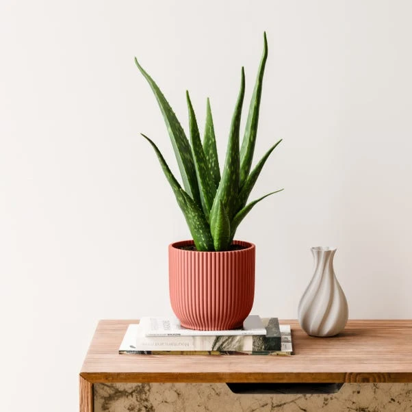 Aloe Vera House Plant In Elho Vibes Pot - Image 13