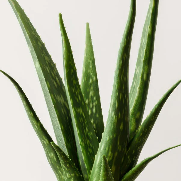 Aloe Vera House Plant In Elho Vibes Pot - Image 2