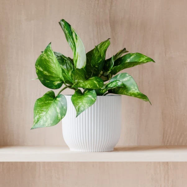 Marble Queen Pothos House Plant In Elho Pot - Image 5