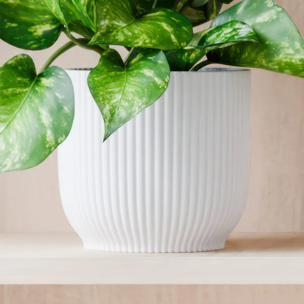 Marble Queen Pothos House Plant In Elho Pot - Image 7