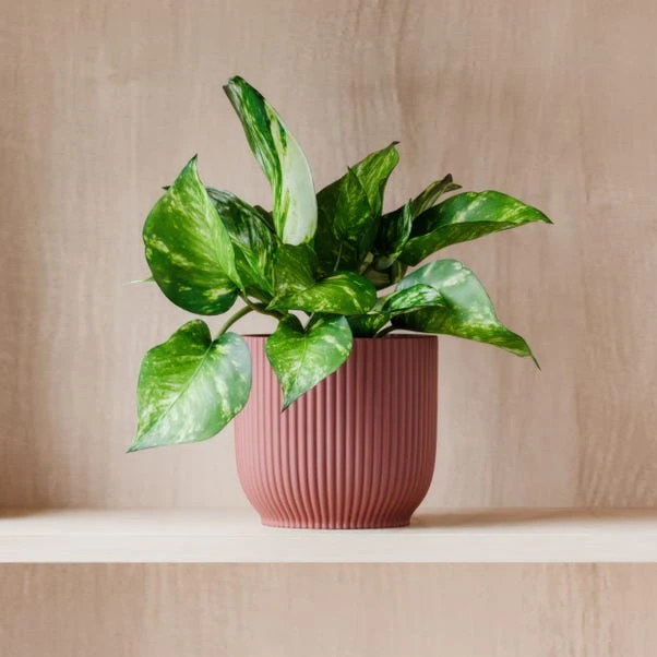 Marble Queen Pothos House Plant In Elho Pot - Image 13