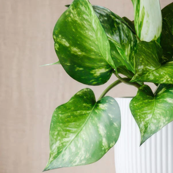 Marble Queen Pothos House Plant In Elho Pot - Image 2