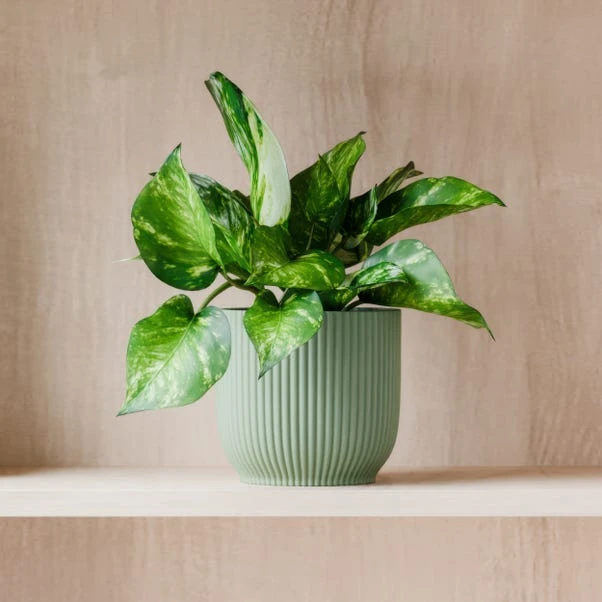 Marble Queen Pothos House Plant In Elho Pot - Image 9