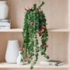 Trailing Aeschynanthus Rasta House Plant In Elho Pot